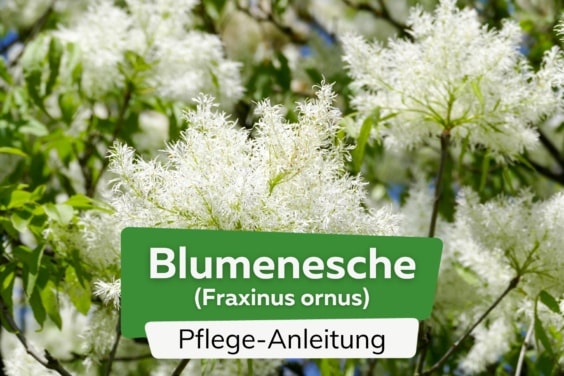 Blumenesche (Fraxinus ornus)