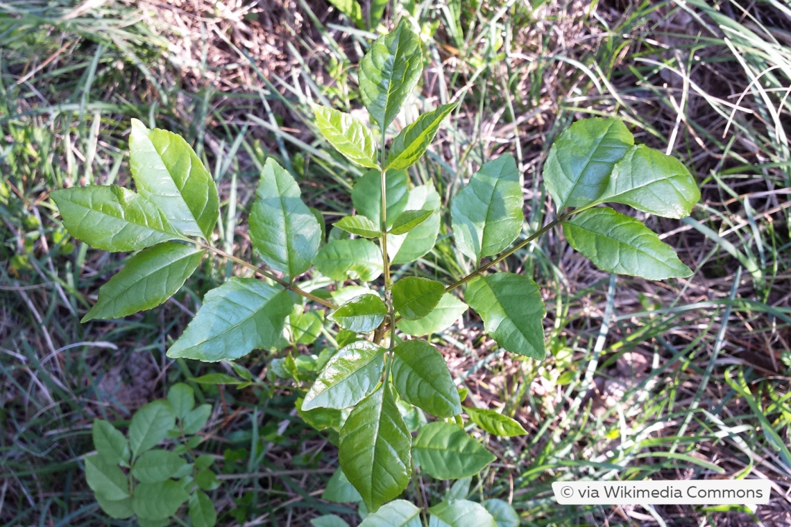 Junge Blumenesche (Fraxinus ornus)