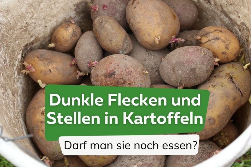 dunkle Flecken an Kartoffeln