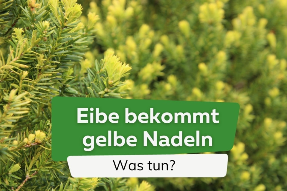 BittersalzDünger Thuja und Koniferen richtig düngen 10 Tipps