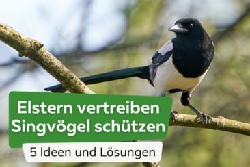 Elstern vertreiben und Singvögel schützen