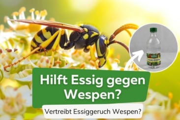 Hilft Essiggeruch gegen Wespen?