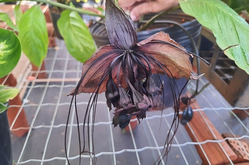 Fledermausblume (Tacca chantrieri)