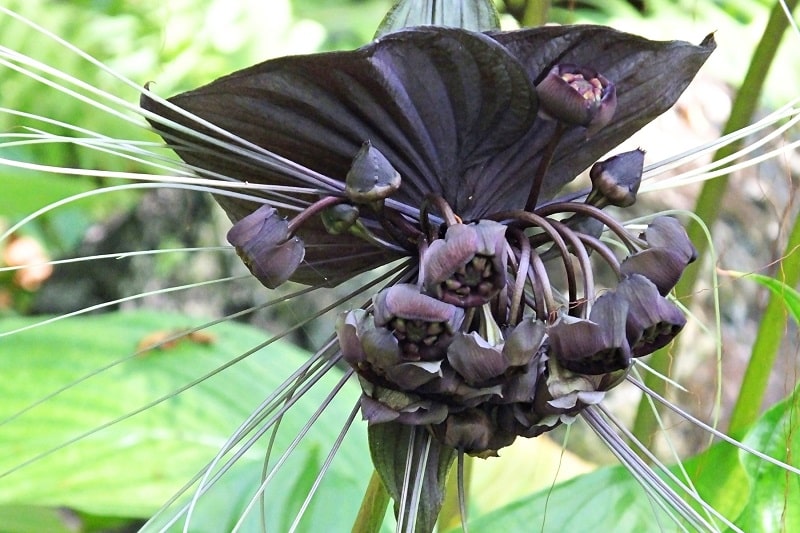 Fledermausblume (Tacca chantrieri) in voller Blüte