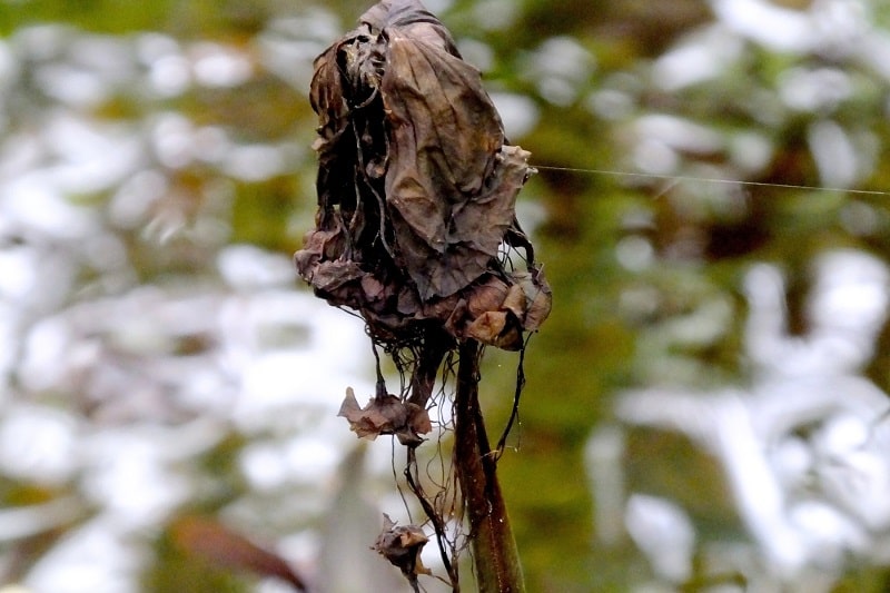 Vertrocknete Fledermausblüte