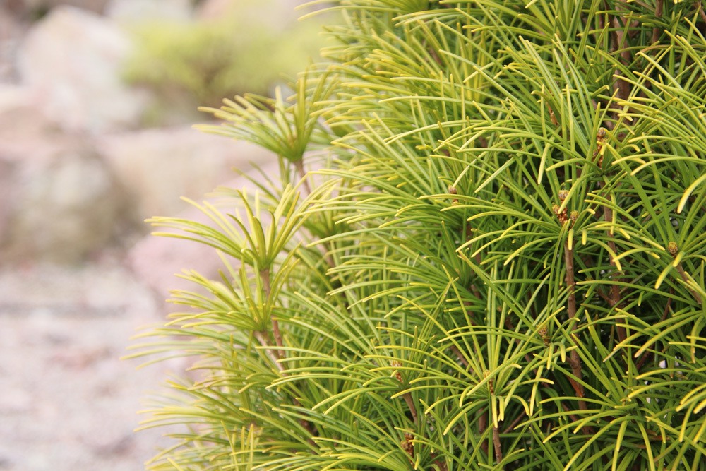 Japanische Schirmtanne - Sciadopitys verticillata