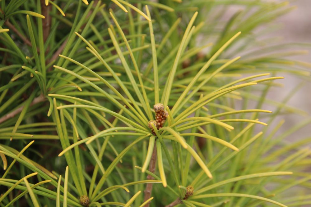 Japanische Schirmtanne - Sciadopitys verticillata