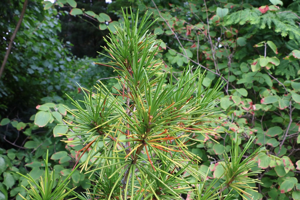 Japanische Schirmtanne - Sciadopitys verticillata