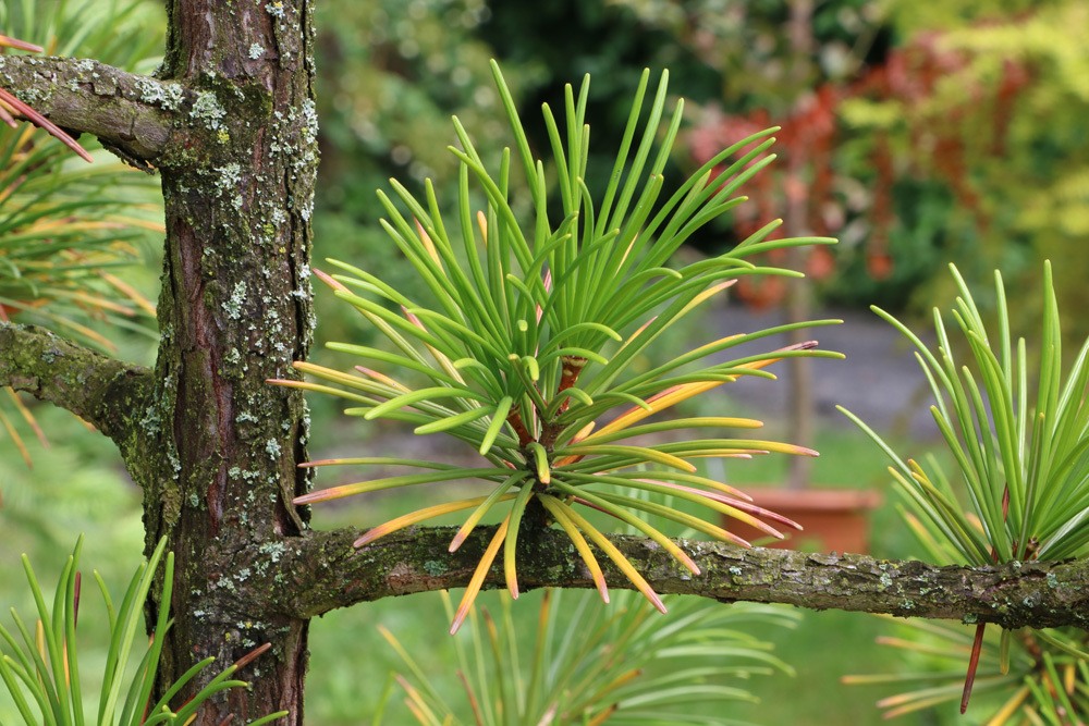 Japanische Schirmtanne - Sciadopitys verticillata