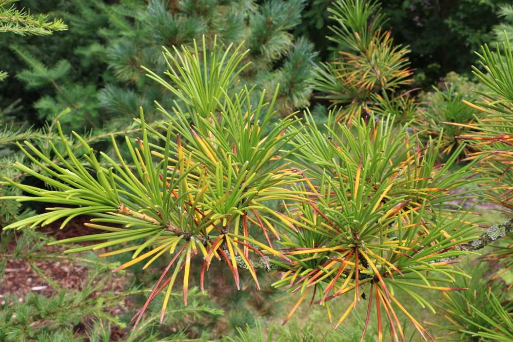 Japanische Schirmtanne - Sciadopitys verticillata