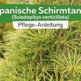 Japanische Schirmtanne (Sciadopitys verticillata)