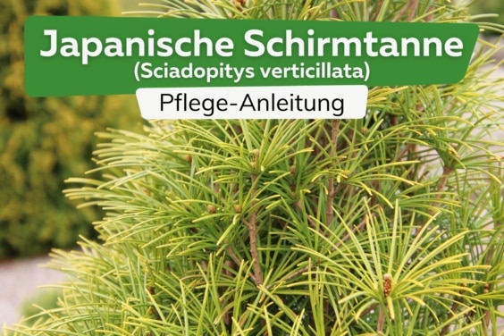 Japanische Schirmtanne (Sciadopitys verticillata)