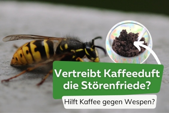 Kaffee gegen Wespen