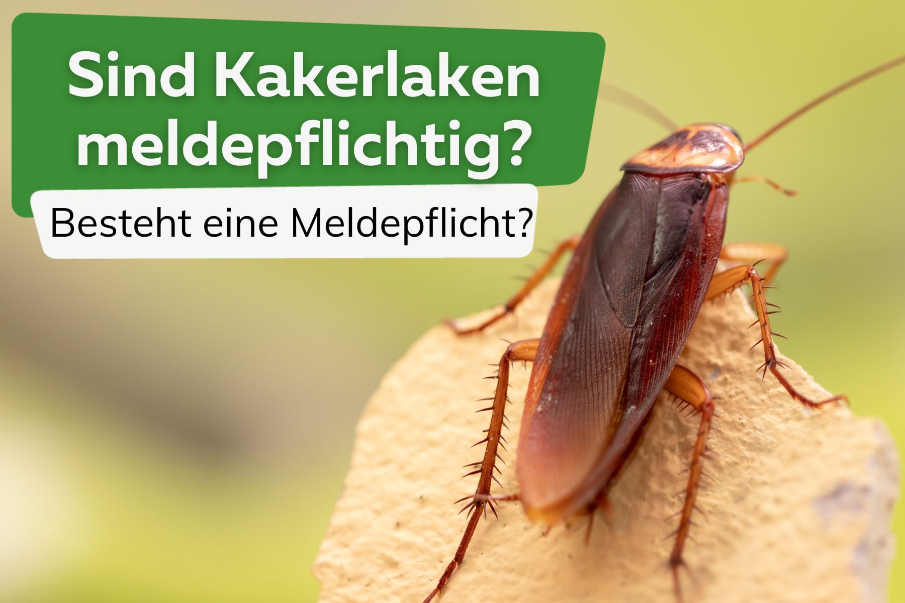 Sind Kakerlaken meldepflichtig?