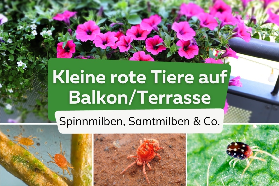 Kleine rote Tiere auf Balkon und Terrasse