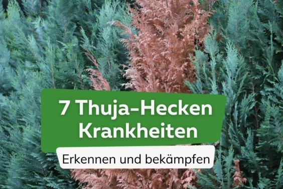 Thuja-Hecken Krankheiten erkennen und bekämpfen