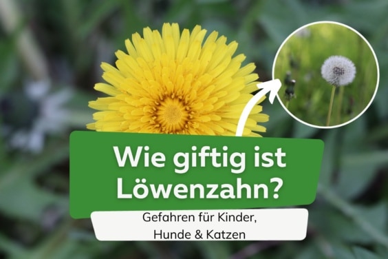 Ist Löwenzahn giftig?