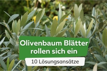 Olivenbaum-Blätter rollen sich