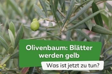 Olivenbaum bekommt gelbe Blätter