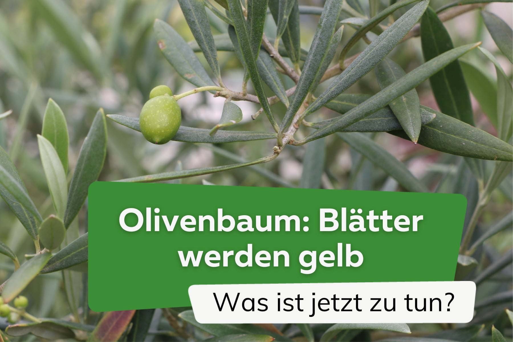 Olivenbaum bekommt gelbe Blätter