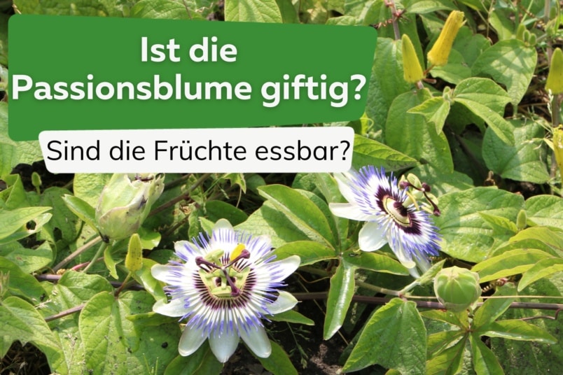 Ist die Passionsblume giftig?