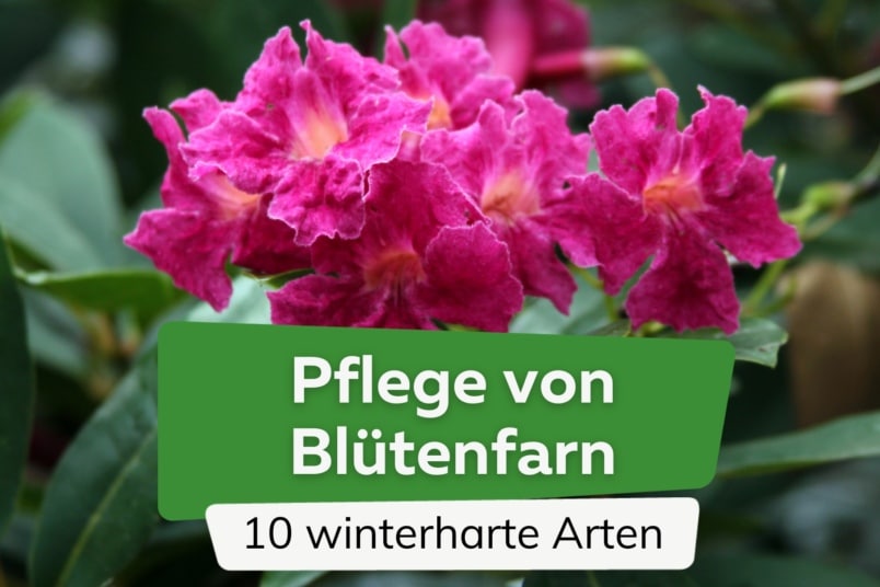 Pflege Blütenfarn