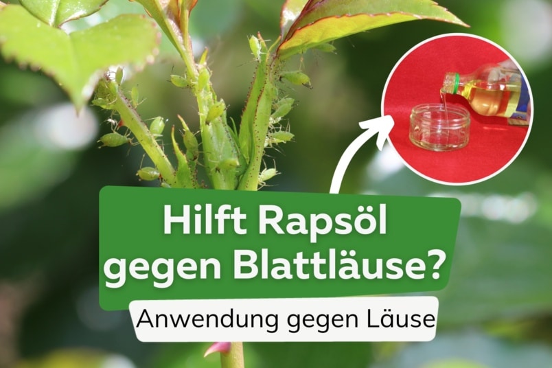 Rapsöl gegen Blattläuse