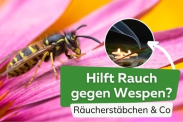 Rauch gegen Wespen