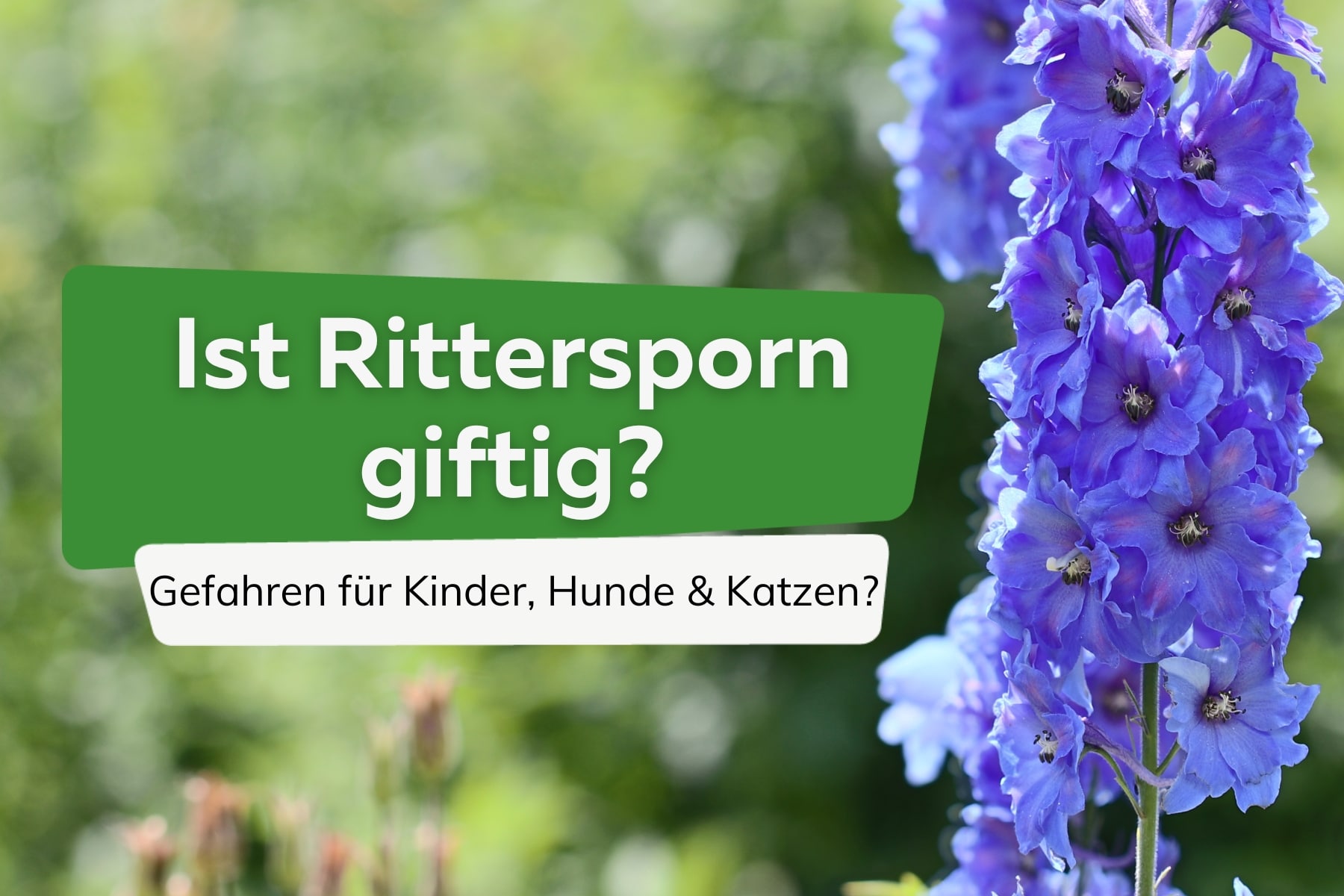 Ist Rittersporn giftig?