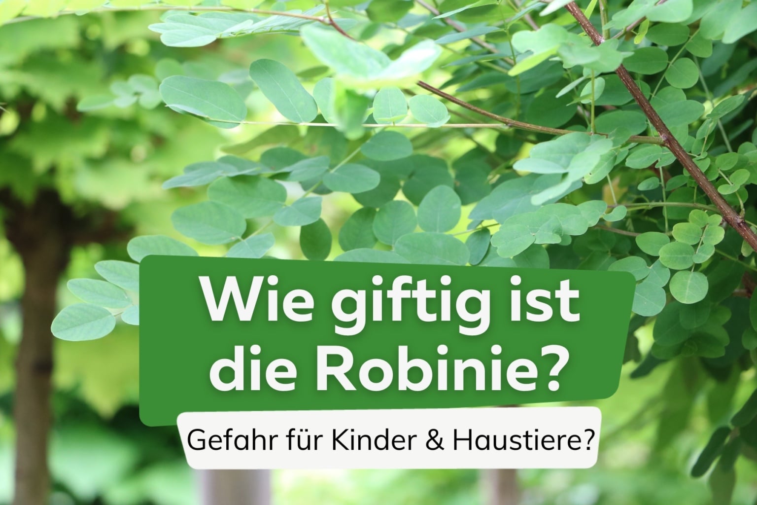 Kugelakazie schneiden in 4 Schritten Kugelrobinie Wann schneiden?