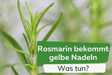 Rosmarin bekommt gelbe Blätter und vertrocknete Nadeln