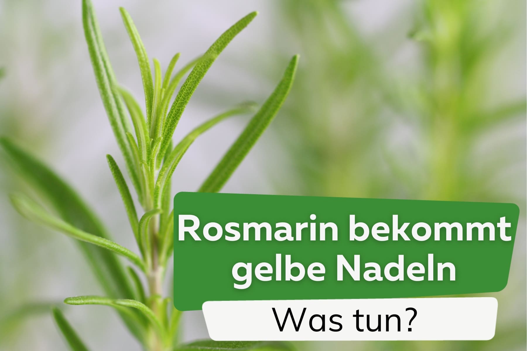 Rosmarin bekommt gelbe Blätter und vertrocknete Nadeln