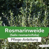 Rosmarinweide (Salix rosmarinifolia)