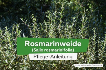 Rosmarinweide (Salix rosmarinifolia)