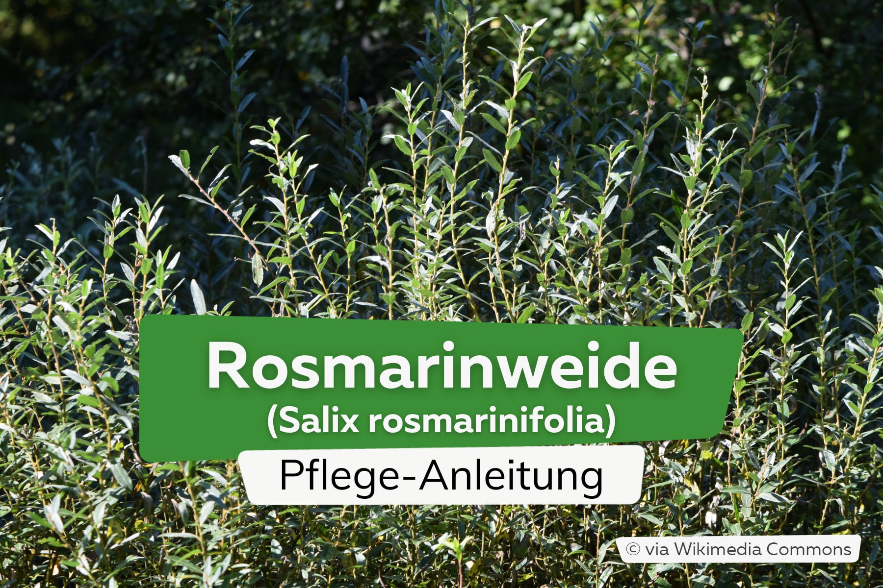 Rosmarinweide (Salix rosmarinifolia)