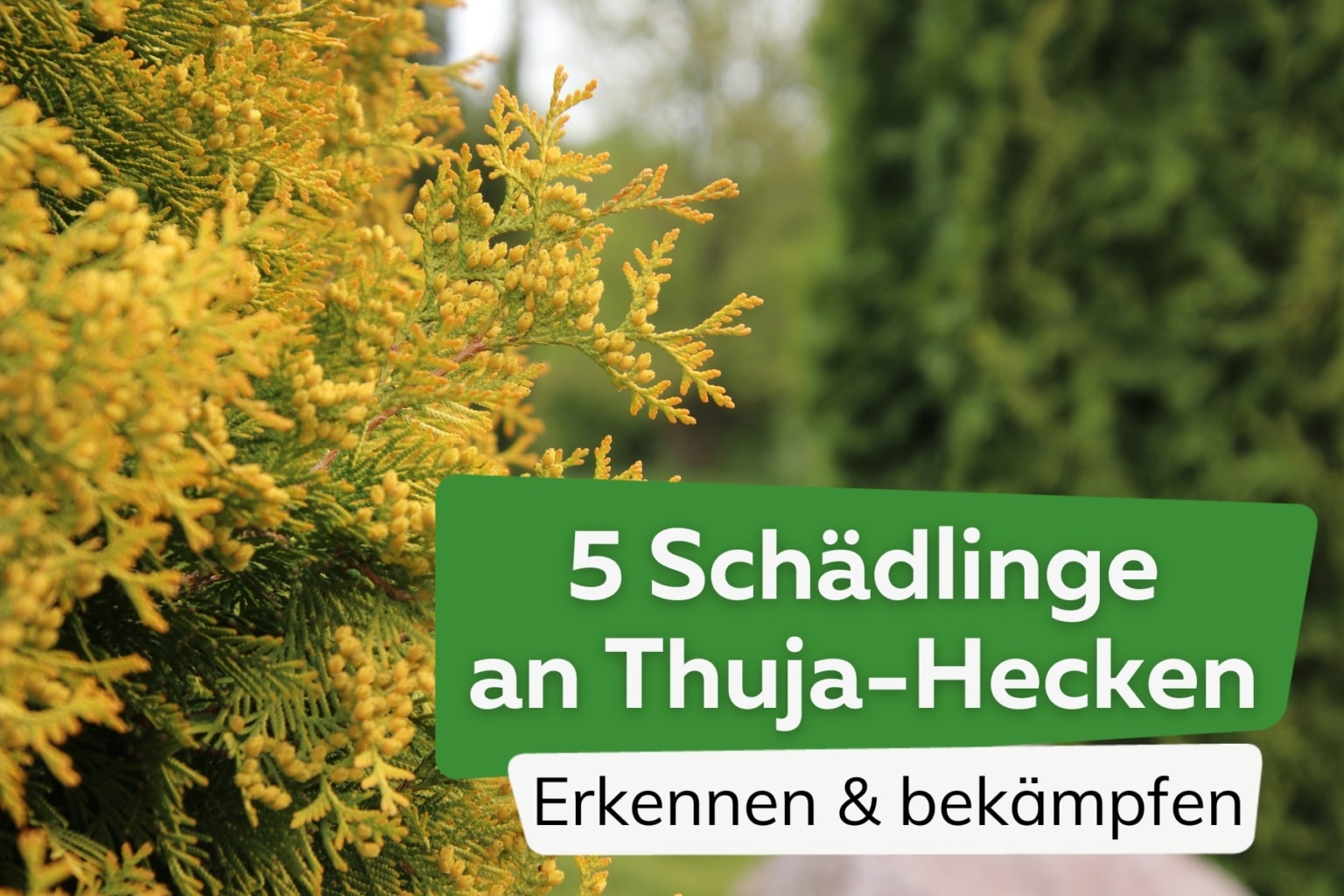 Wann Schneidet Man Thujen