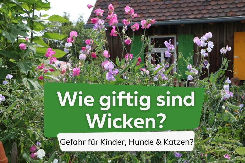 Sind Wicken giftig?