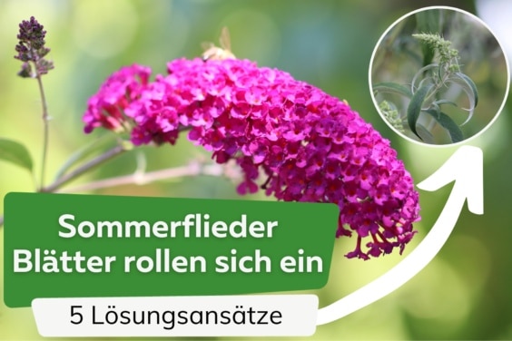 Sommerfliederblätter rollen sich ein