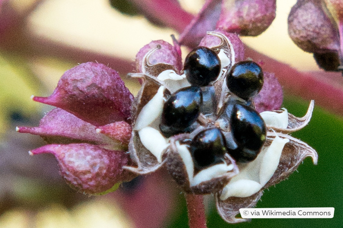 Fruchtstand des Tausendblütenstrauchs/Bienenbaums (Tetradium danielii) mit Samen