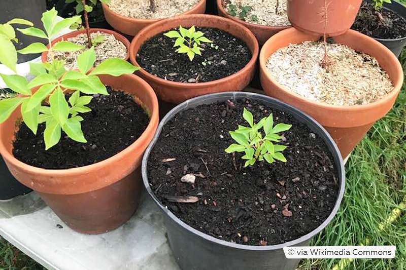 Tausendblütenstrauch/Bienenbaum (Tetradium danielii) im Topf