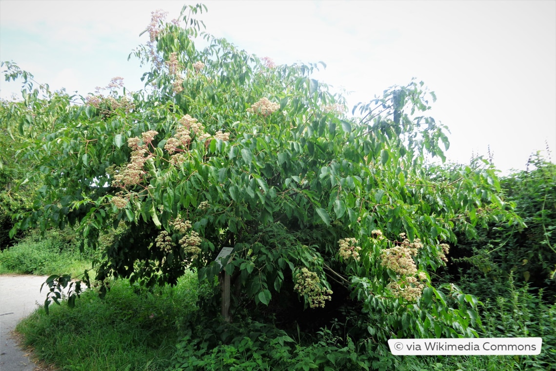 Tausendblütenstrauch/Bienenbaum (Tetradium danielii)