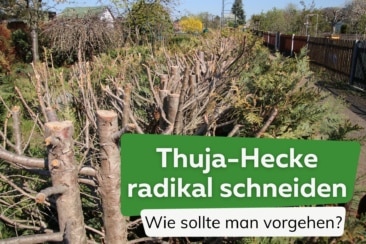 Thuja-Hecke radikal schneiden