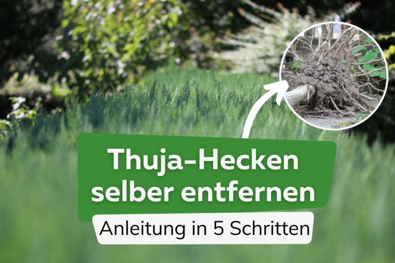 Thuja-Hecke selbst entfernen