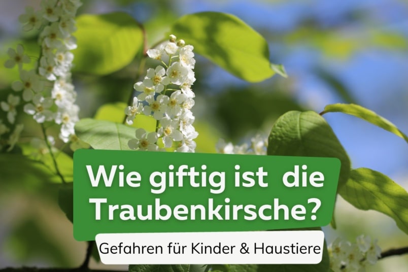 Sind Traubenkirschen giftig?