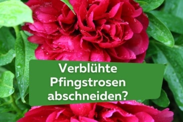 Darf man verblühte Pfingstrosen abschneiden?