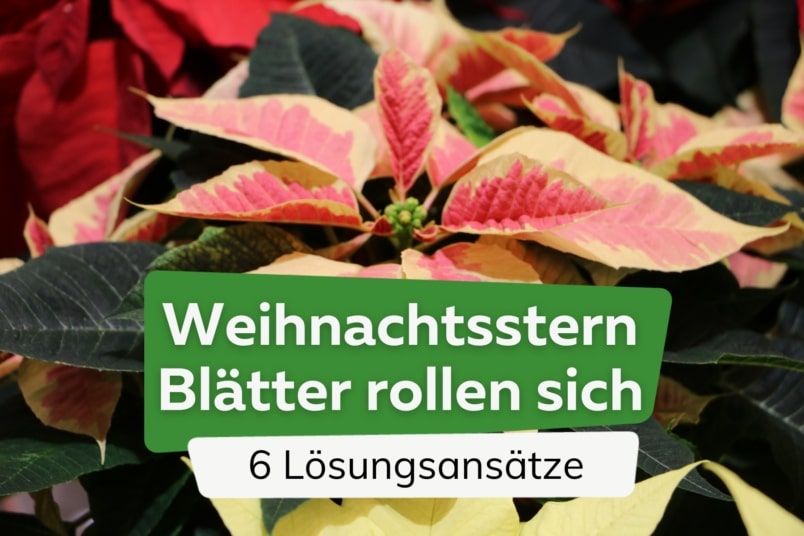 Weihnachtsstern Blätter rollen sich