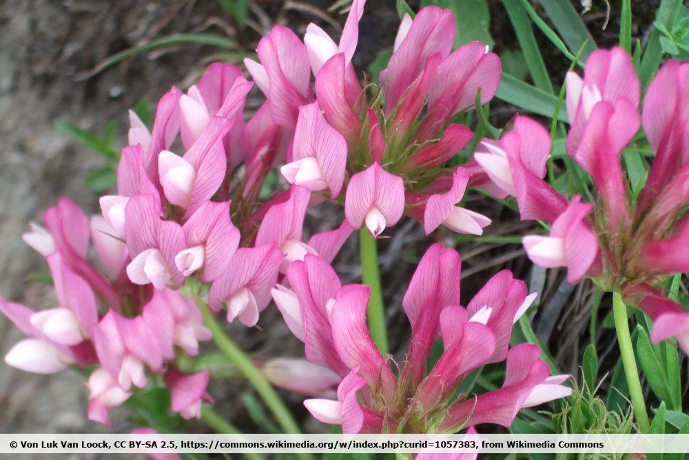 Alpenklee, Trifolium alpinum