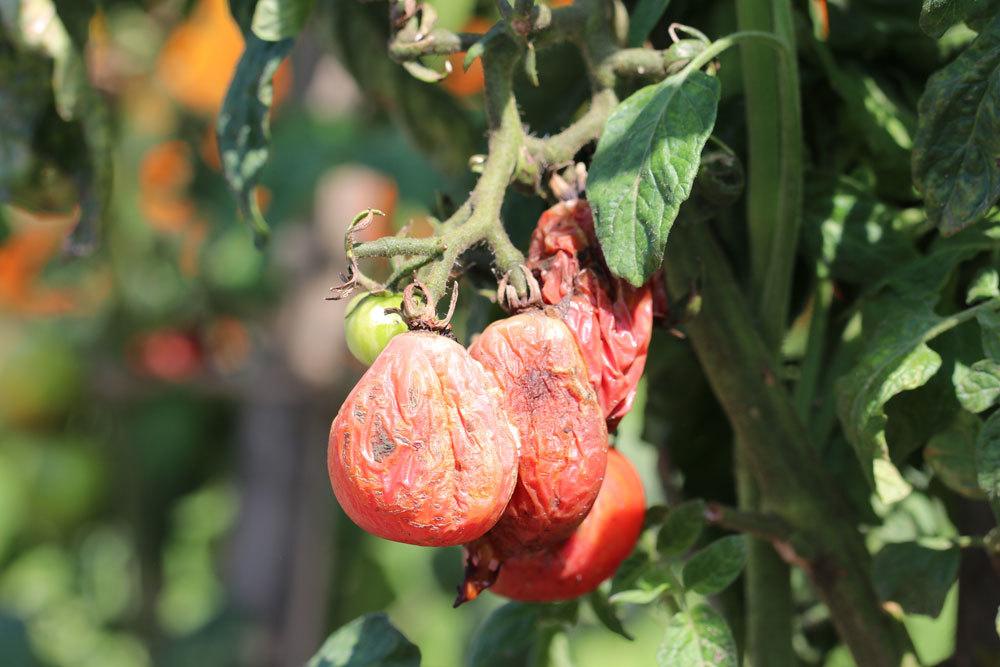 Bakterienwelke an Tomate