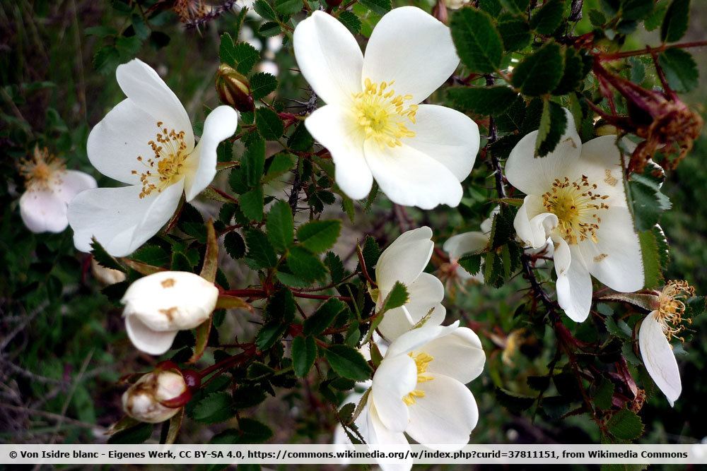 Rosa pimpinellifolia