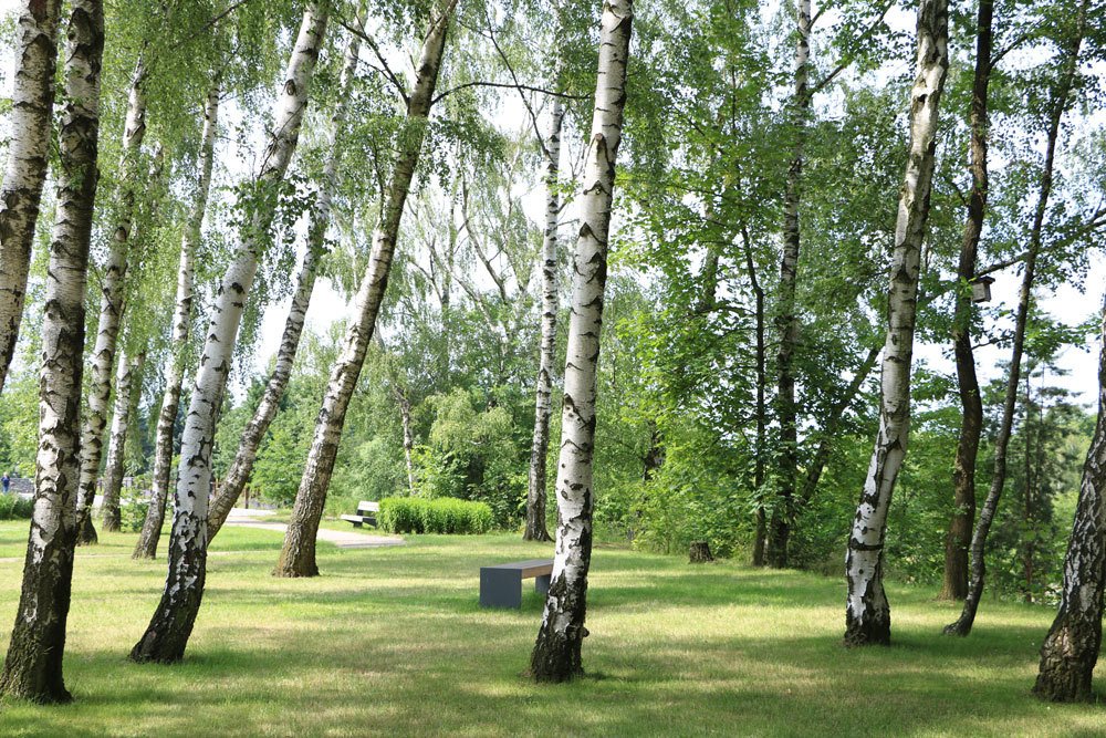 Birken Landschaft